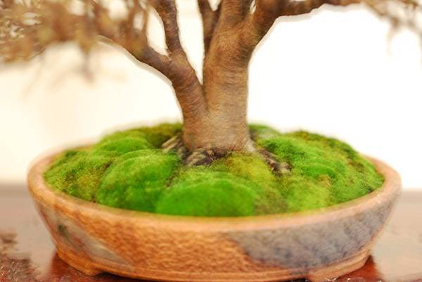 DSC_7773.jpg DSC_7773.jpg