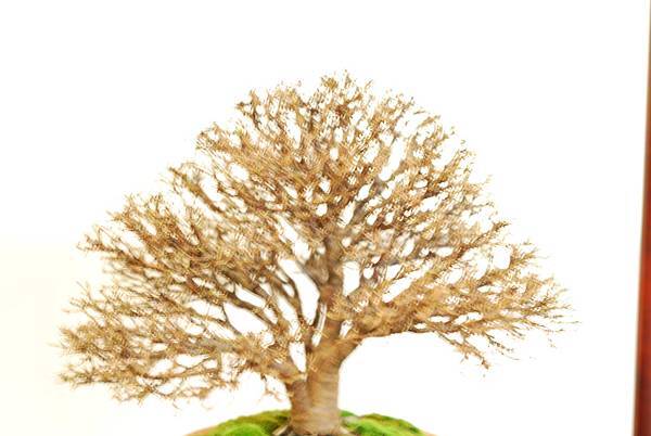 DSC_7778.jpg DSC_7778.jpg