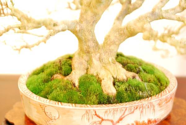 DSC_7779.jpg DSC_7779.jpg