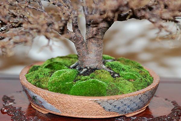 DSC_7781.jpg DSC_7781.jpg