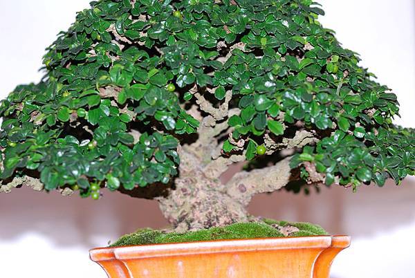 DSC_7784.jpg DSC_7784.jpg