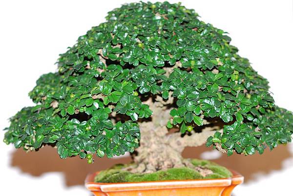 DSC_7786.jpg DSC_7786.jpg