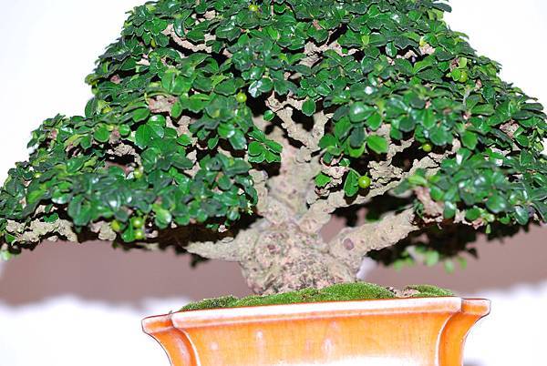 DSC_7785.jpg DSC_7785.jpg