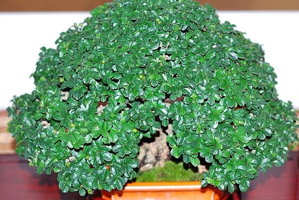 DSC_7787.jpg DSC_7787.jpg