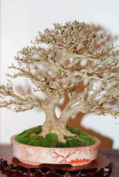 DSC_7790.jpg DSC_7790.jpg