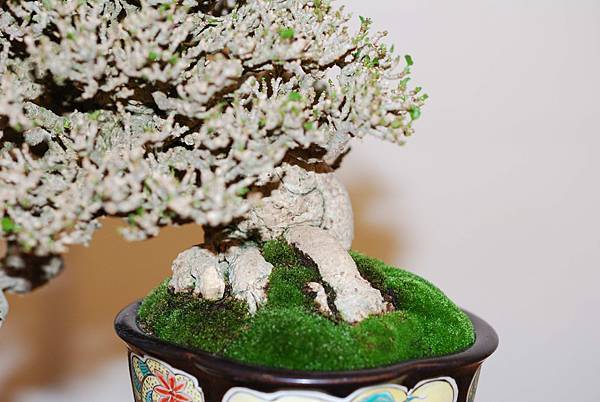 DSC_7793.jpg DSC_7793.jpg