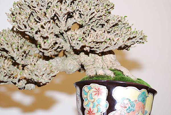 DSC_7794.jpg DSC_7794.jpg