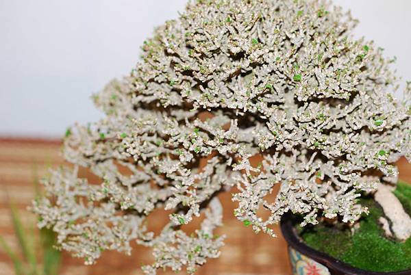 DSC_7796.jpg DSC_7796.jpg