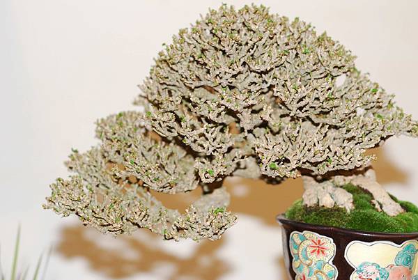 DSC_7795.jpg DSC_7795.jpg