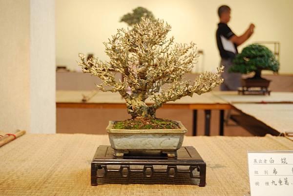 DSC_7799.jpg DSC_7799.jpg