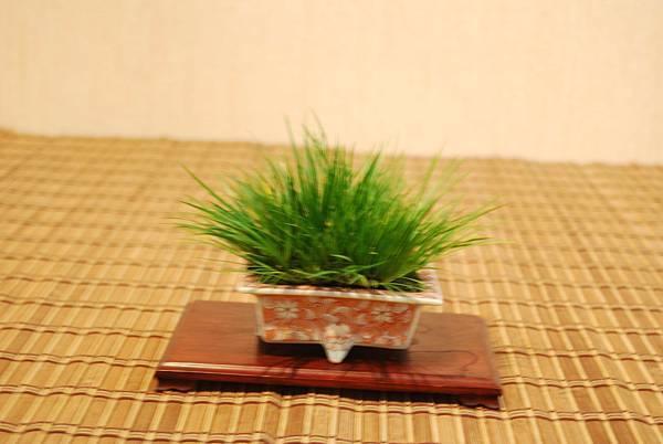 DSC_7811.jpg DSC_7811.jpg