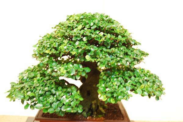 DSC_7815.jpg DSC_7815.jpg