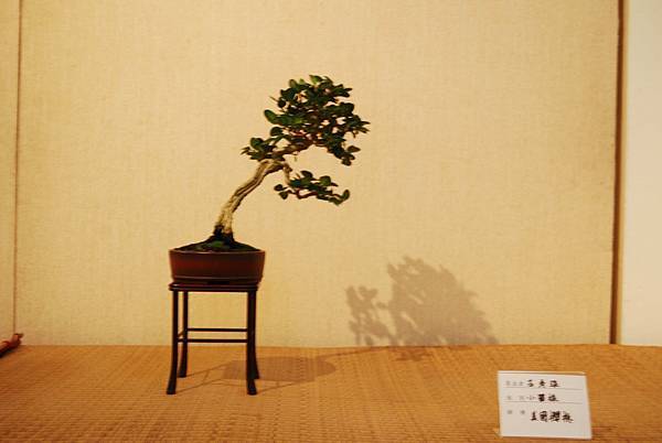 DSC_7822.jpg DSC_7822.jpg