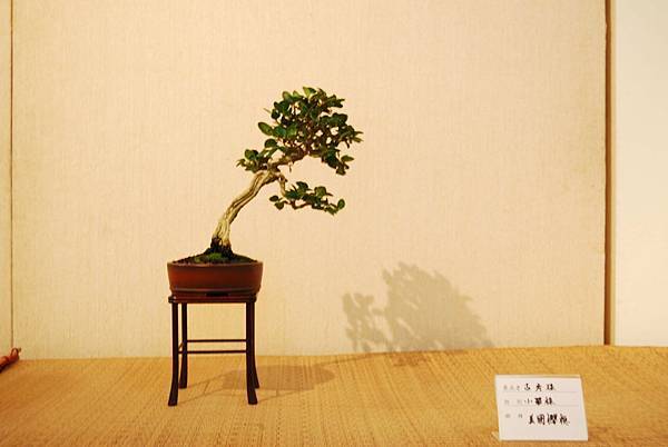 DSC_7823.jpg DSC_7823.jpg