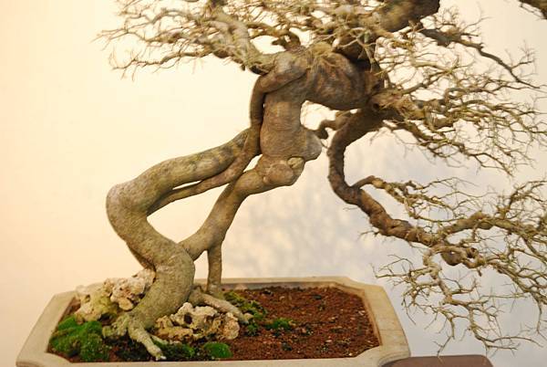 DSC_7827.jpg DSC_7827.jpg