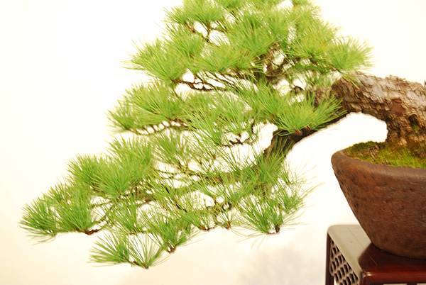 DSC_7834.jpg DSC_7834.jpg