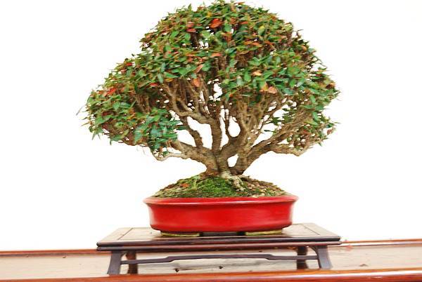 DSC_7847.jpg DSC_7847.jpg