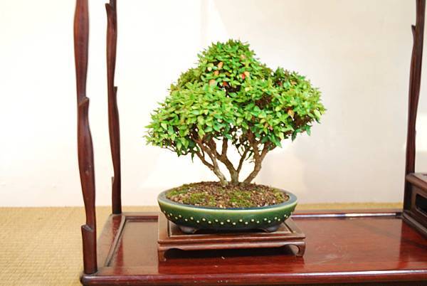 DSC_7851.jpg DSC_7851.jpg