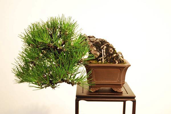 DSC_7877.jpg DSC_7877.jpg