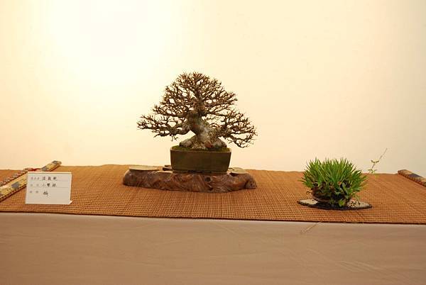 DSC_7878.jpg DSC_7878.jpg