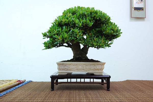 DSC_7907.jpg DSC_7907.jpg