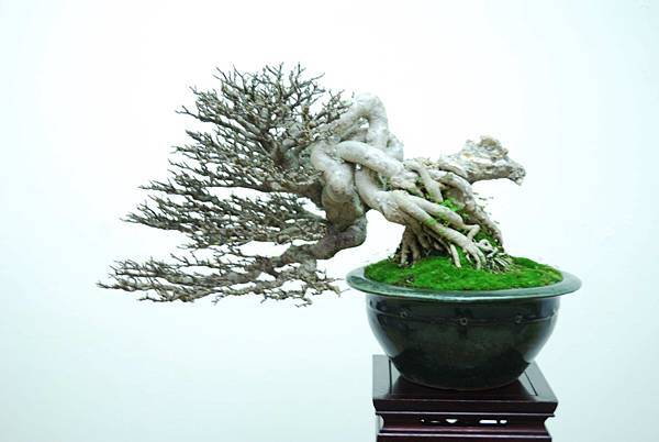 DSC_7918.jpg DSC_7918.jpg