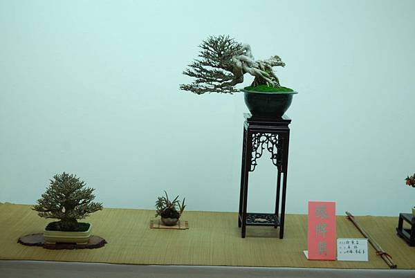 DSC_7916.jpg DSC_7916.jpg