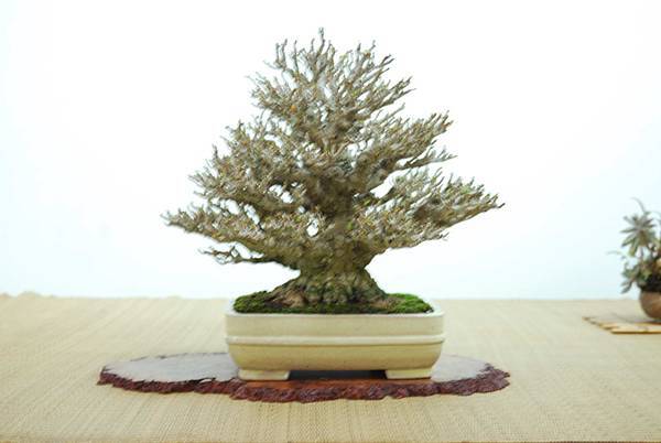 DSC_7920.jpg DSC_7920.jpg