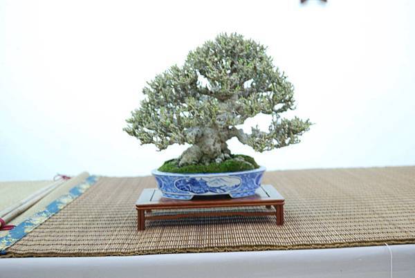 DSC_7924.jpg DSC_7924.jpg