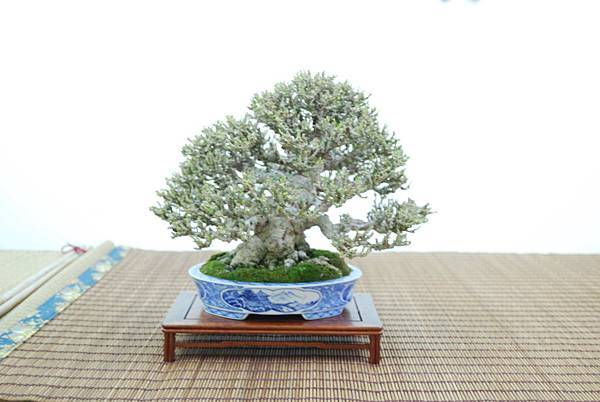 DSC_7923.jpg DSC_7923.jpg