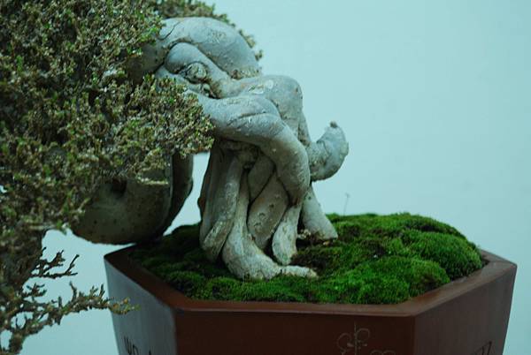 DSC_7931.jpg DSC_7931.jpg