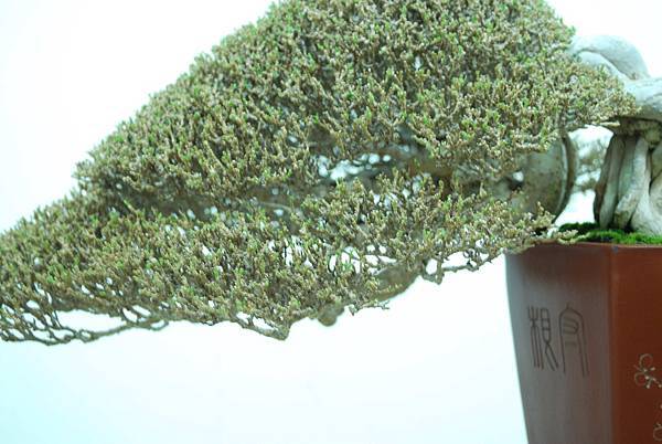 DSC_7932.jpg DSC_7932.jpg