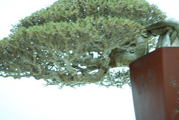 DSC_7933.jpg DSC_7933.jpg