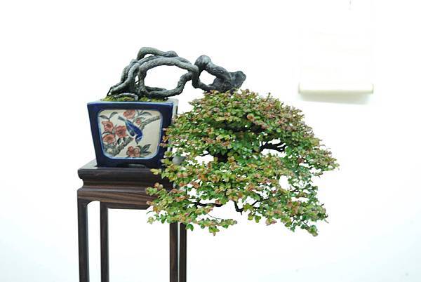 DSC_7938.jpg DSC_7938.jpg