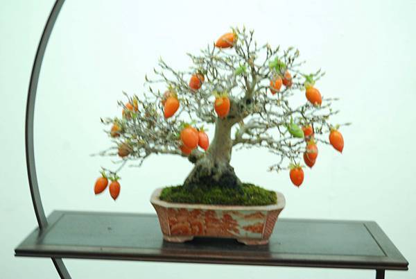 DSC_7954.jpg DSC_7954.jpg