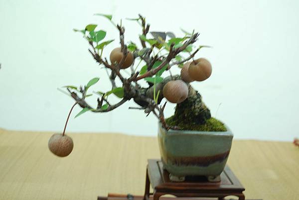 DSC_7955.jpg DSC_7955.jpg