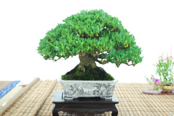 DSC_7959.jpg DSC_7959.jpg