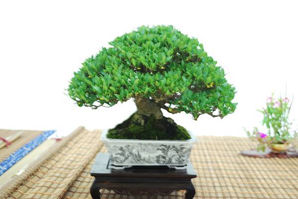 DSC_7962.jpg DSC_7962.jpg