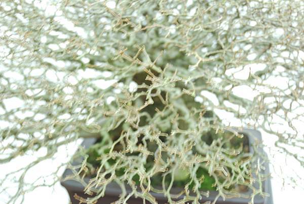 DSC_7963.jpg DSC_7963.jpg