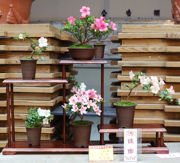 DSC_8191.jpg DSC_8191.jpg