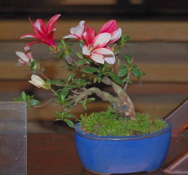 DSC_8202.jpg DSC_8202.jpg