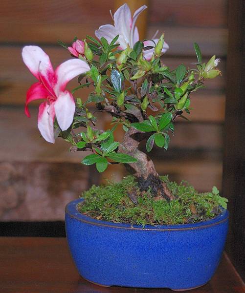 DSC_8201.jpg DSC_8201.jpg