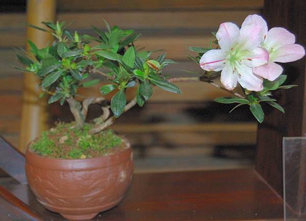 DSC_8203.jpg DSC_8203.jpg