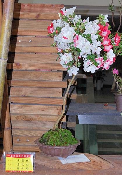 DSC_8206.jpg DSC_8206.jpg