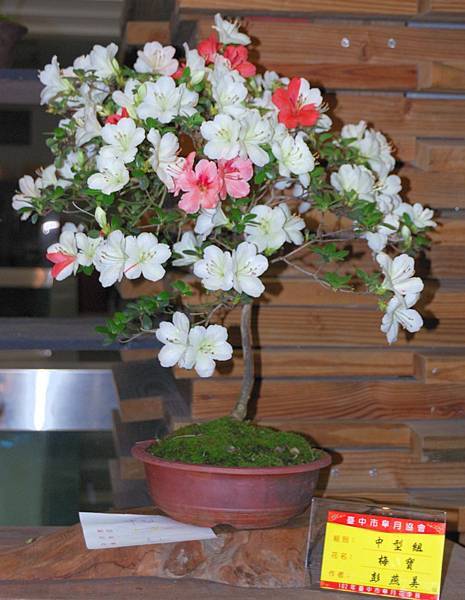 DSC_8205.jpg DSC_8205.jpg