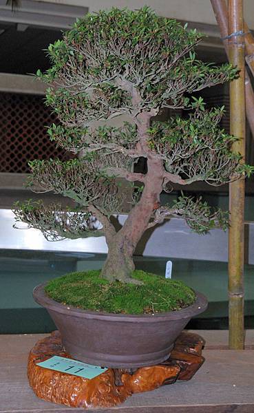 DSC_8211.jpg DSC_8211.jpg