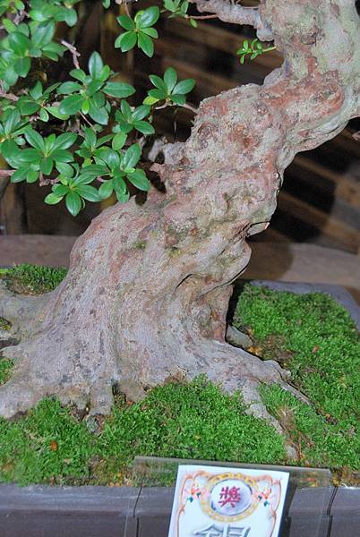 DSC_8217.jpg DSC_8217.jpg