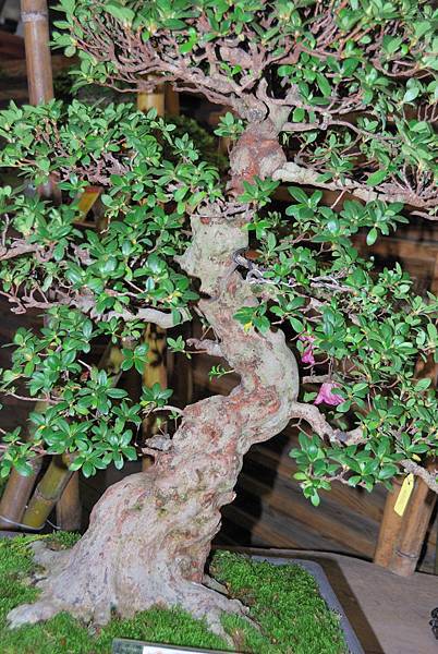 DSC_8218.jpg DSC_8218.jpg