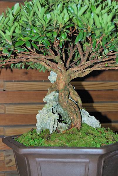 DSC_8220.jpg DSC_8220.jpg