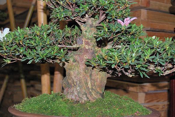 DSC_8219.jpg DSC_8219.jpg